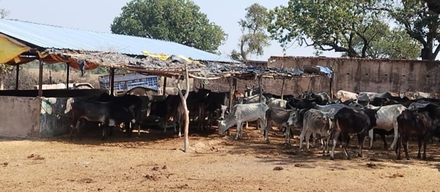 सीगौन गौशाला की व्यवस्थाओं पर उठे सवाल, ग्रामीणों ने की जांच व सुधार की मांग